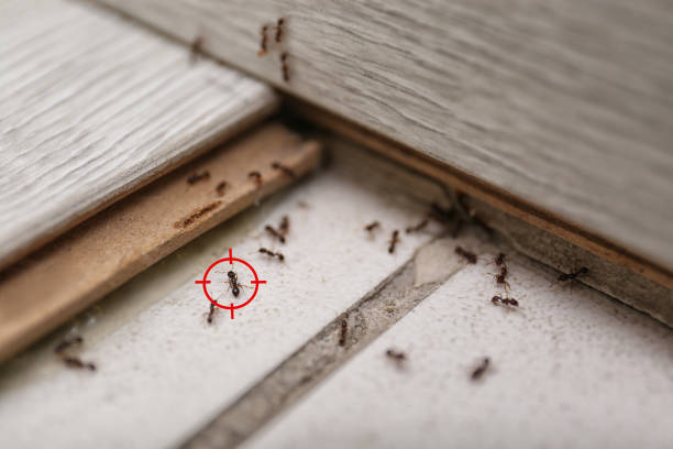 Best Mosquito Control Services  in Port Sulphur, LA