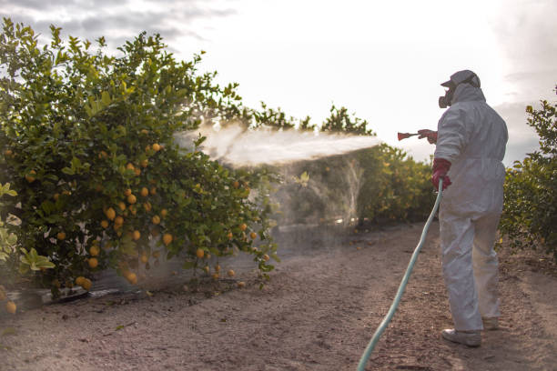 Best Exterminator Services  in Port Sulphur, LA