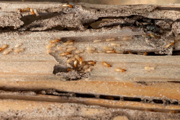 Best Commercial Pest Control Services  in Port Sulphur, LA