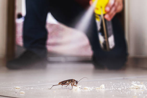 Best Spider Control Near Me  in Port Sulphur, LA